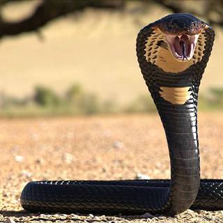 Funny snakes wallpaper