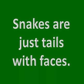 Funny snakes wallpaper