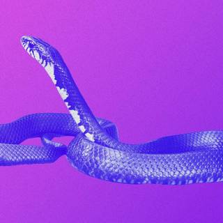 Funny snakes wallpaper