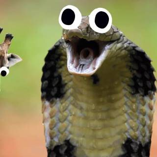 Funny snakes wallpaper