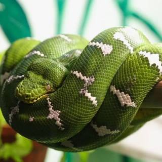 Funny snakes wallpaper