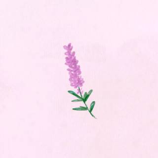 4k lavender spring wallpaper