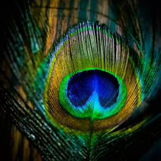 Krishna peacock feather wallpaper