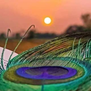 Krishna peacock feather wallpaper