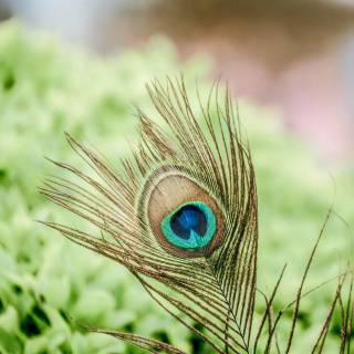 Krishna peacock feather wallpaper