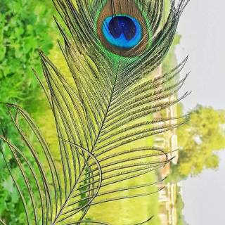 Krishna peacock feather wallpaper