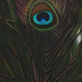 Krishna peacock feather wallpaper
