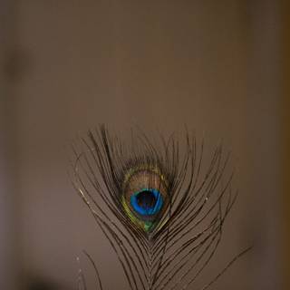 Krishna peacock feather wallpaper