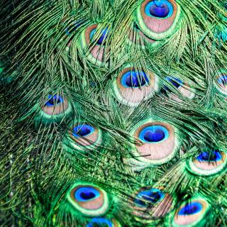 Krishna peacock feather wallpaper