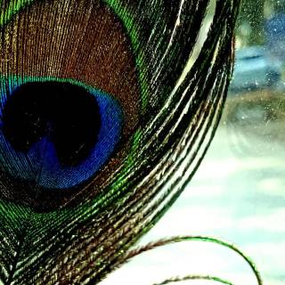 Krishna peacock feather wallpaper