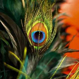 Krishna peacock feather wallpaper