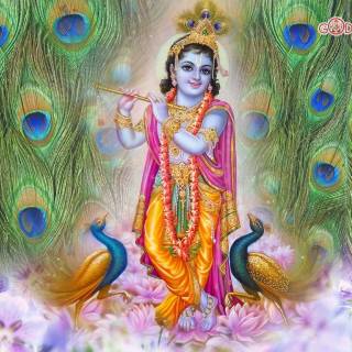 Krishna peacock feather wallpaper