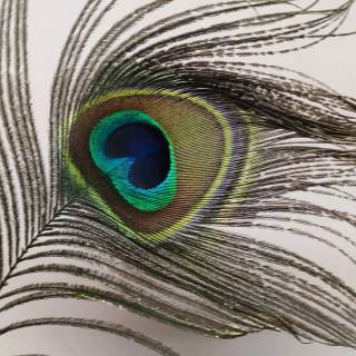 Krishna peacock feather wallpaper