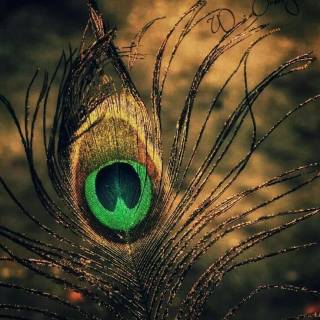Krishna peacock feather wallpaper