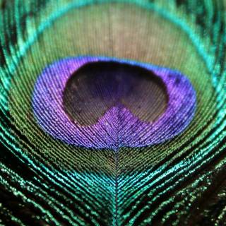 Krishna peacock feather wallpaper