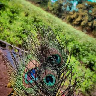 Krishna peacock feather wallpaper