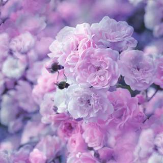 Flowers 1920x1080 wallpaper