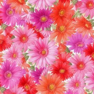 Flowers 1920x1080 wallpaper