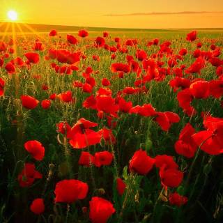 Flowers 1920x1080 wallpaper