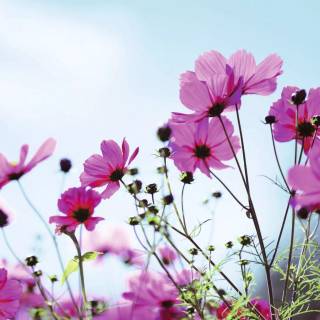 Flowers 1920x1080 wallpaper