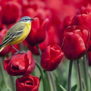 Flowers 1920x1080 wallpaper