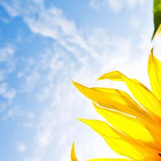 Flowers 1920x1080 wallpaper