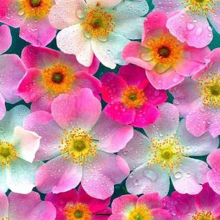 Flowers 1920x1080 wallpaper