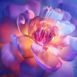 Flowers 1920x1080 wallpaper