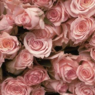 Light pink and white wallpaper