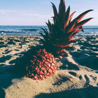 Ocean vibes wallpaper