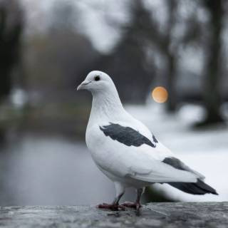 Domestic pigeon wallpaper