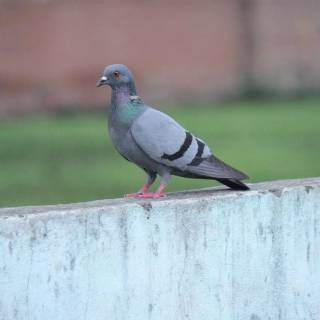 Domestic pigeon wallpaper