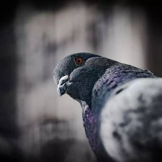 Domestic pigeon wallpaper