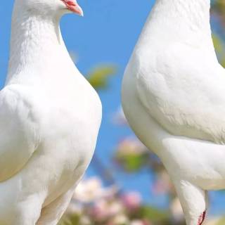 Domestic pigeon wallpaper