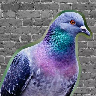 Domestic pigeon wallpaper