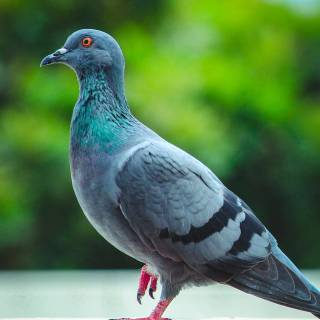 Domestic pigeon wallpaper