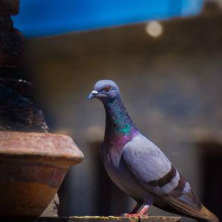 Domestic pigeon wallpaper