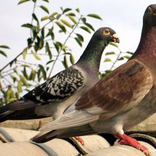 Domestic pigeon wallpaper