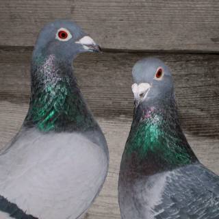Domestic pigeon wallpaper