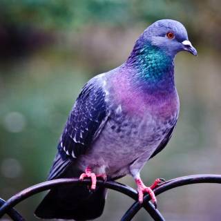 Domestic pigeon wallpaper