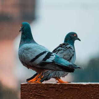 Domestic pigeon wallpaper