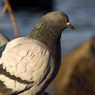 Domestic pigeon wallpaper
