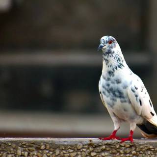 Domestic pigeon wallpaper