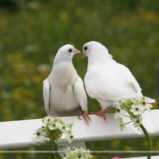 Domestic pigeon wallpaper