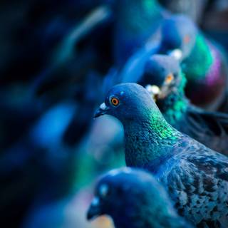 Domestic pigeon wallpaper
