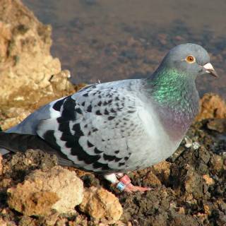 Domestic pigeon wallpaper