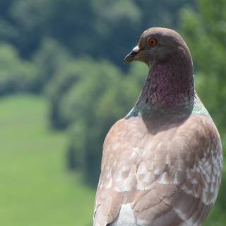 Domestic pigeon wallpaper