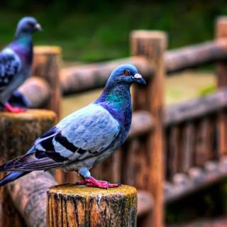 Domestic pigeon wallpaper