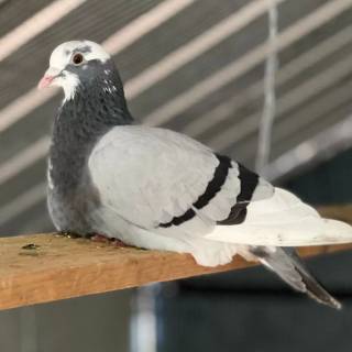 Domestic pigeon wallpaper