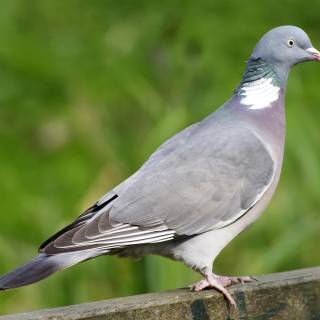 Domestic pigeon wallpaper